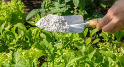 El pesticida natural que deja a salvo las plantas de tu jardín los 365 días del año