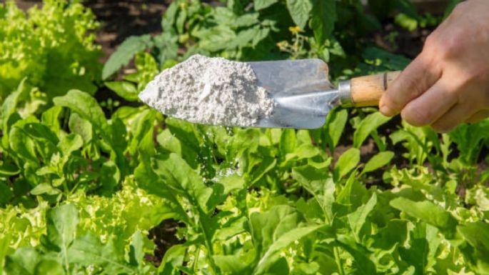 El pesticida natural que deja a salvo las plantas de tu jardín los 365 días del año