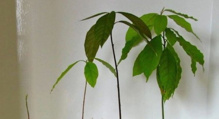 Cuál es la planta que algunos botan a la basura y tiene múltiples beneficios para la salud