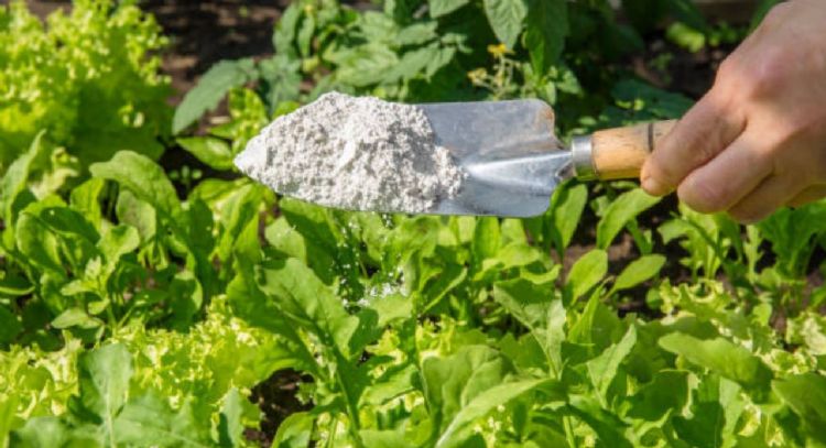 El pesticida natural que deja a salvo las plantas de tu jardín los 365 días del año