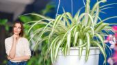 3 plantas de interiores que absorben la humedad de los ambientes