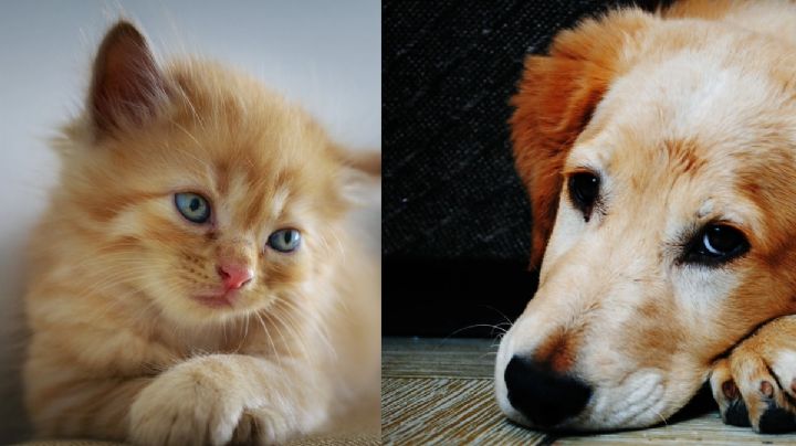 ¿Qué hacer con perros y gatos durante tormentas fuertes?