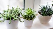 Jardinería: 3 tipos de plantas suculentas que florecen en los interiores de casa