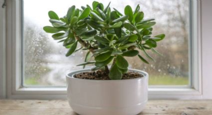 Así puedes utilizar el azúcar para que tu Árbol de Jade estalle de flores