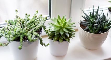 Jardinería: 3 tipos de plantas suculentas que florecen en los interiores de casa