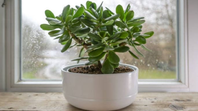 Cuál es el mejor lugar para colocar tu Árbol de Jade y que estalle de flores