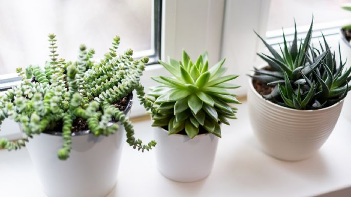 Jardinería: 3 tipos de plantas suculentas que florecen en los interiores de casa