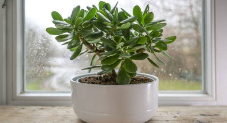 Así puedes utilizar el azúcar para que tu Árbol de Jade estalle de flores