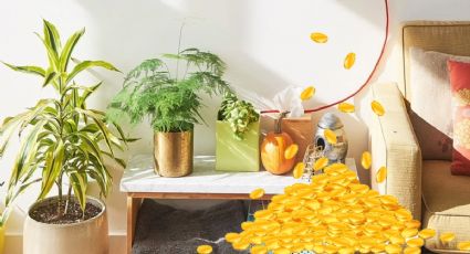 Plantas de interiores que lucen bonitas y atraen el dinero y la abundancia al hogar