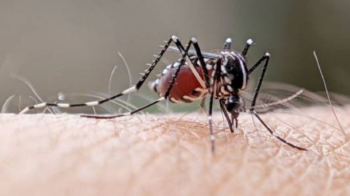 El pesticida natural que te deja a salvo de mosquitos los 365 días del año