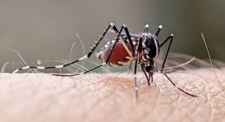 Dile adiós a los mosquitos, aprende a preparar un pesticida casero con solo 3 ingredientes