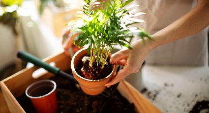 Jardinería: estos son los días favorables para sembrar plantas y que florezcan durante la primavera en marzo 2024