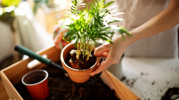 Jardinería: estos son los días favorables para sembrar plantas y que florezcan durante la primavera en marzo 2024