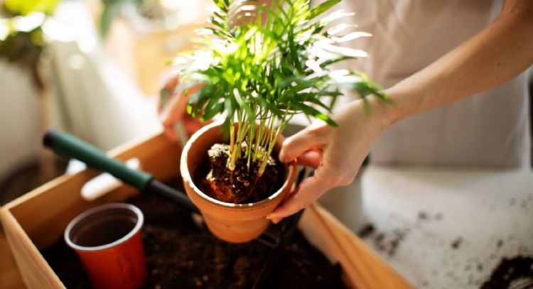 Jardinería: estos son los días favorables para sembrar plantas y que florezcan durante la primavera en marzo 2024
