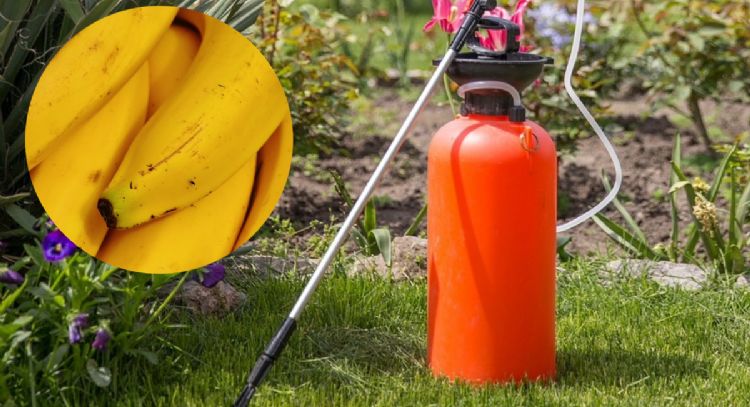 Cómo hacer un fertilizante casero usando solo cáscaras de banana