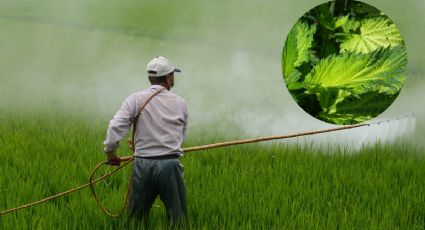 Reutiliza las hojas secas de esta planta para hacer un pesticida natural que dure los 365 días del año