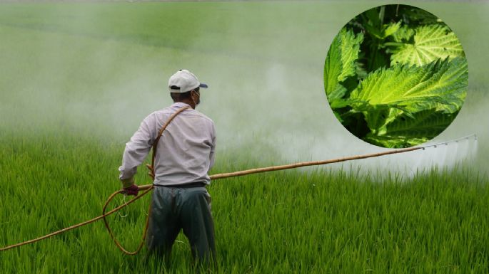 Reutiliza las hojas secas de esta planta para hacer un pesticida natural que dure los 365 días del año