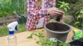 Foto ilustrativa de la nota titulada Jardín: cómo preparar un abono casero para tus plantas con solo 4 ingredientes de cocina