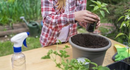 Cómo preparar un abono para tus plantas usando 1 esponja de cocina