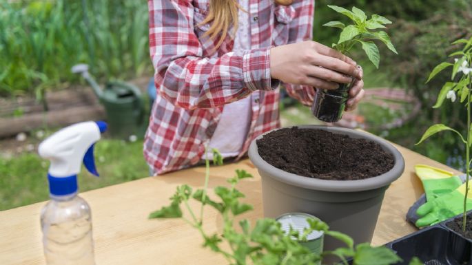 El abono casero a base de café y plátano que es oro en polvo para tu jardín