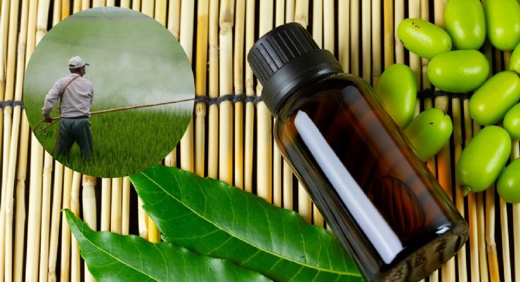 2 aceites naturales que se convierten en un pesticida natural y protegen tus cultivos los 365 días d