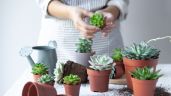 Foto ilustrativa de la nota titulada Jardinería: reproduce tus cactus y suculentas en sólo 3 pasos