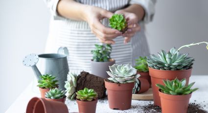 Jardinería: reproduce tus cactus y suculentas en sólo 3 pasos