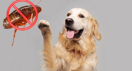 Deja a salvo tus mascotas los 365 días del año con estos pulguicidas caseros y naturales