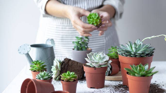 Jardinería: reproduce tus cactus y suculentas en sólo 3 pasos