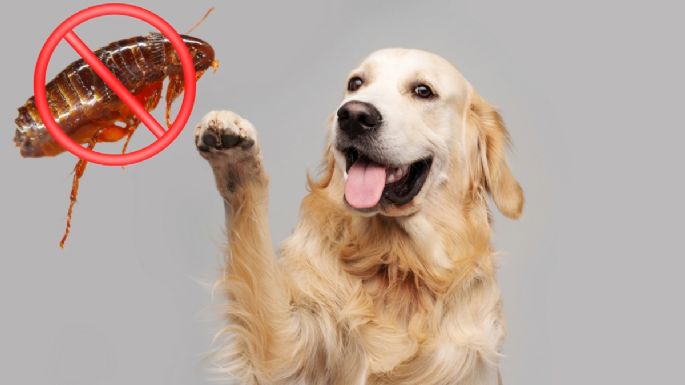 Deja a salvo tus mascotas los 365 días del año con estos pulguicidas caseros y naturales