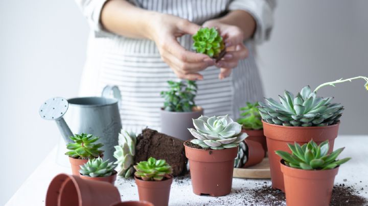 Jardinería: reproduce tus cactus y suculentas en sólo 3 pasos