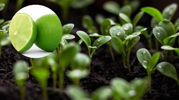 Prepara este pesticida casero a base de limón y aplicalo los 365 días del año en tus plantas