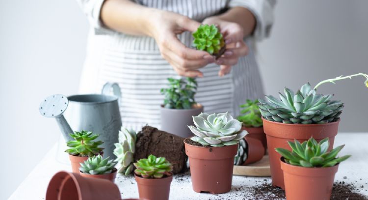 Jardinería: reproduce tus cactus y suculentas en sólo 3 pasos