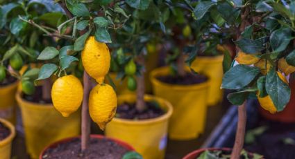 El truco para hacer un abono casero con 3 ingredientes y que tu limonero estalle de flores