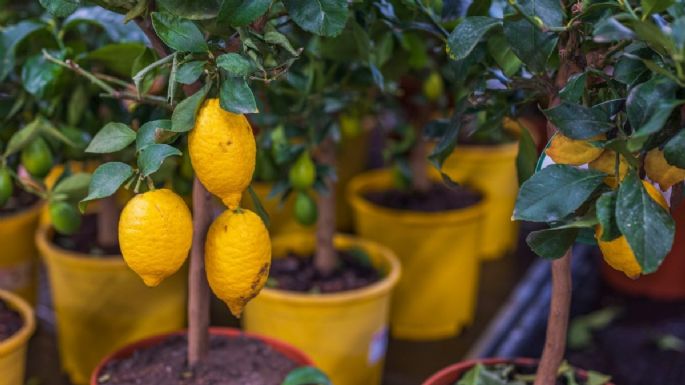 El truco para hacer un abono casero con 3 ingredientes y que tu limonero estalle de flores