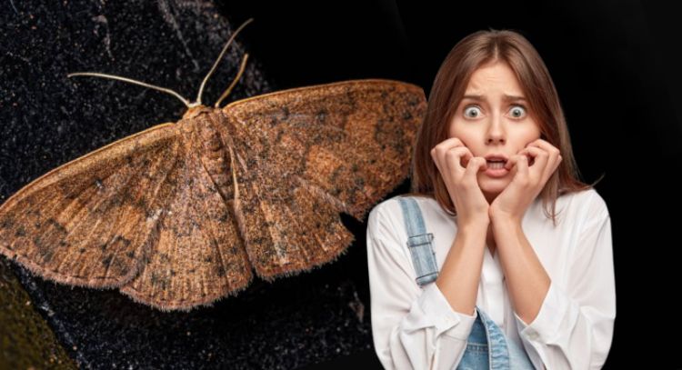 Elimina para siempre las polillas de tu hogar con solo 1 ingrediente de cocina