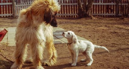 Conoce la raza de perro más desobediente de todas, según la ciencia