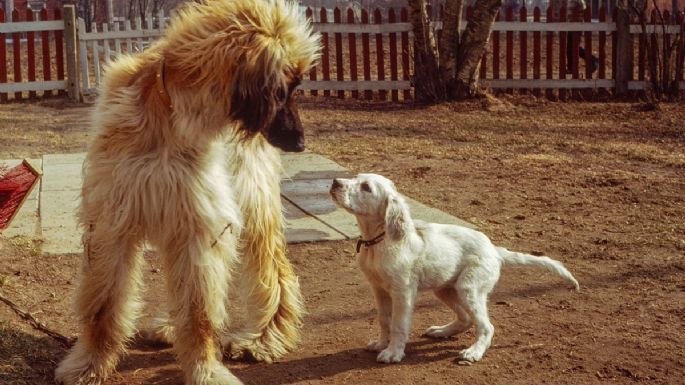 Conoce la raza de perro más desobediente de todas, según la ciencia