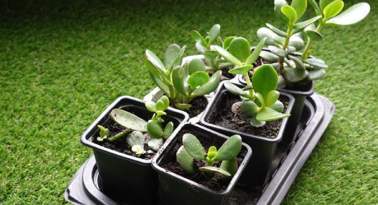 Cada cuánto debes regar tu árbol de jade para atraer la abundancia en 2024