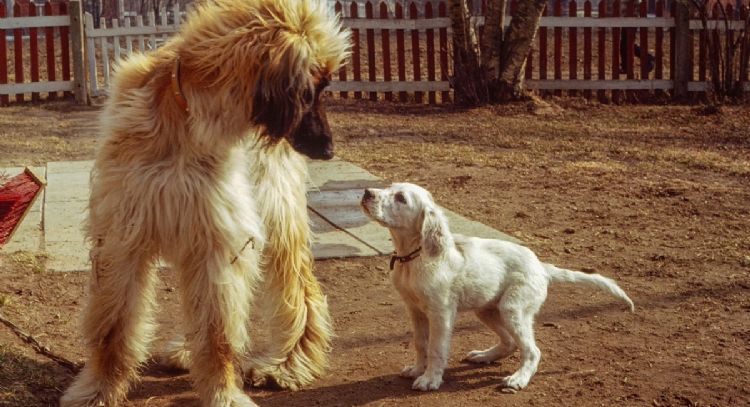 Conoce la raza de perro más desobediente de todas, según la ciencia