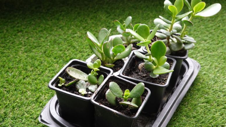 Cada cuánto debes regar tu árbol de jade para atraer la abundancia en 2024