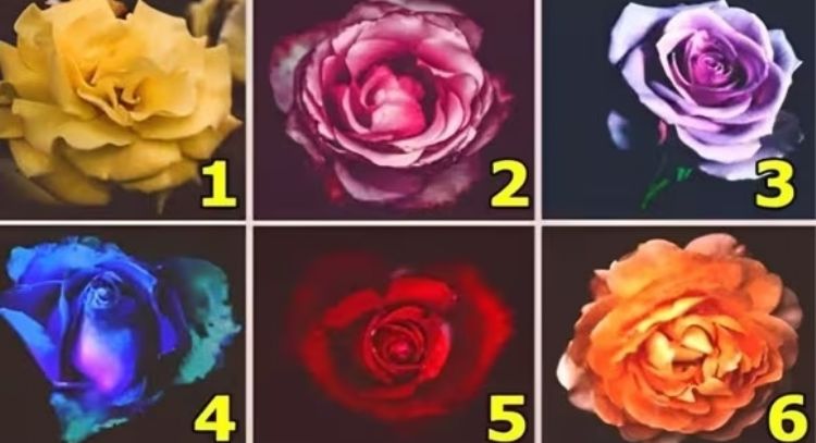 Dime qué rosa viste primero y te diré la mejor virtud de tu personalidad