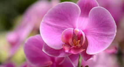 Aplica una taza de este fertilizante casero para que tus orquídeas estallen de flores en solo 3 días