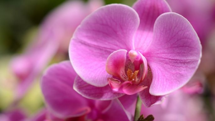 Aplica una taza de este fertilizante casero para que tus orquídeas estallen de flores en solo 3 días