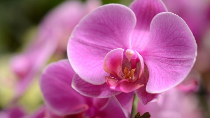 Aplica una taza de este fertilizante casero para que tus orquídeas estallen de flores en solo 3 días