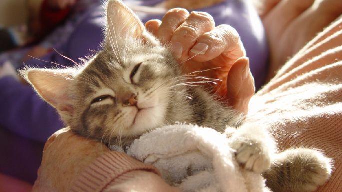 Conoce a qué edad se considera viejo a tu gato