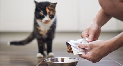 Esta es la razón por la que los gatos adoran que sus amos los vean comer