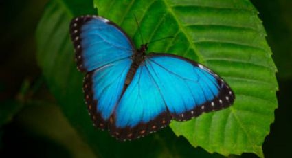 Conoce el profundo significado de que aparezca una mariposa azul en tu casa