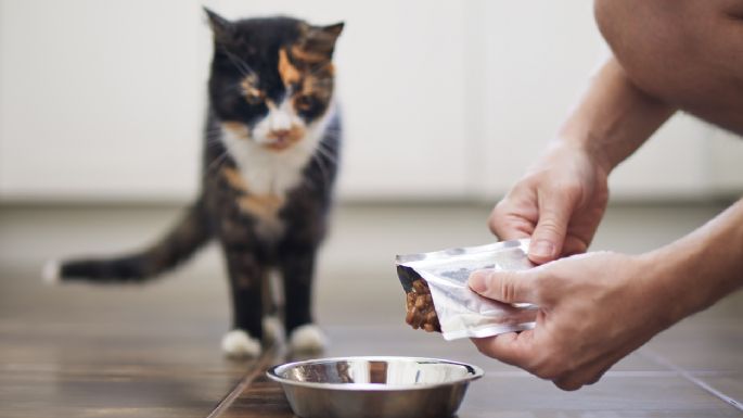 Esta es la razón por la que los gatos adoran que sus amos los vean comer