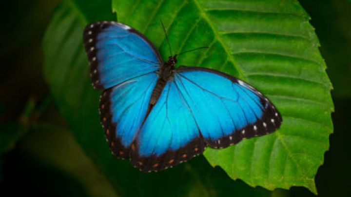 Conoce el profundo significado de que aparezca una mariposa azul en tu casa